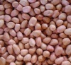 PEA NUTS KERNNELS FOR SALE