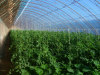 LP Sunlight Greenhouse product