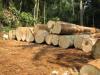 Timber logs and sawn timber