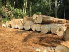 Timber logs and sawn timber