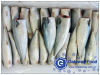 Frozen Mackerel HGT (Scomber japonicus)
