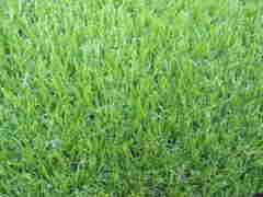 Landscaping Artificial Grass turf