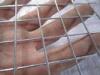 Low Carbon Steel Welded Wire Mesh Rust Resistant Netting For Industry