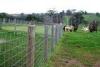 Cattle Vinyl Coated Field Wire Fence , Stainless Steel Wire Netting