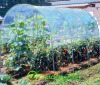 Tomato Greenhouse serre tomato