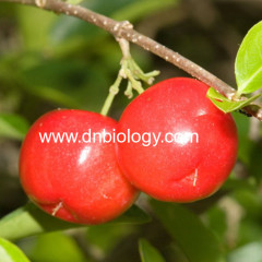 Barbados cherry extract VC China Barbados cherry