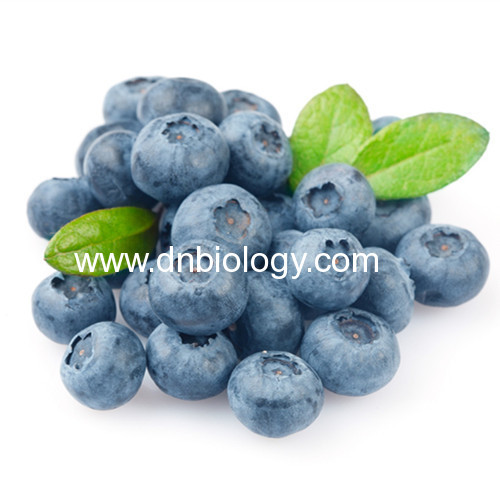 Bilberry Extract Anthocyanins 5% 10% 25%