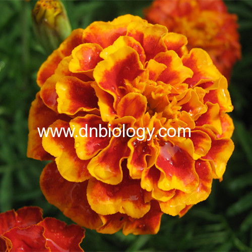 China Marigold extract lutine marigold extract