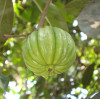 Garcinia Cambogia P.E. extract China Garcinia Cambogia P.E. extract