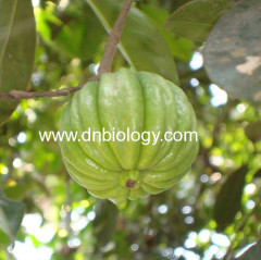 Garcinia Cambogia P.E. extract China Garcinia Cambogia P.E. extract