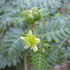 Tribulus Terrestris extract Saponins China Tribulus Terrestris