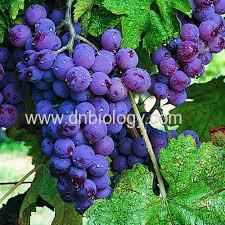 Grape extract Proanthocyanidins China grape extract