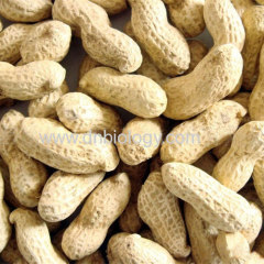 China Luteolin from pea nut Arachis hypogaea L luteolin