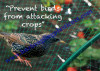 10mt wide anti bird / pond/fruit cage / protection netting Anti Pigeon, Gull, Sparrow