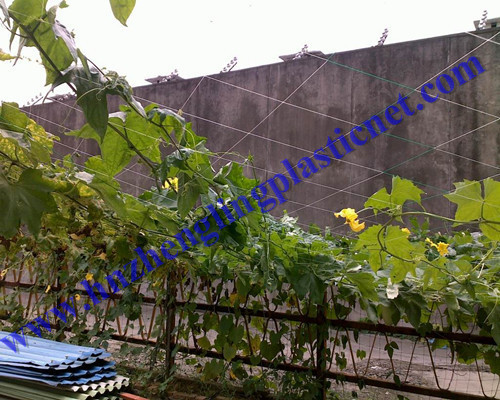 Garden Plant Support Nets Plastic Netting Various Sizes