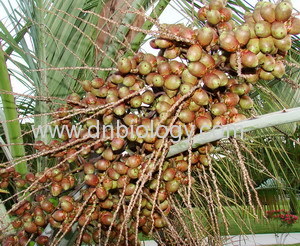 Saw Palmetto P.E.Saw Palmetto plant extract Fatty acids 25%,45%,60% Chinese Saw Palmetto