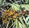 Saw Palmetto P.E.Saw Palmetto plant extract Fatty 25% 45% 60% Chinese Saw Palmetto