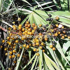 Saw Palmetto P.E.Saw Palmetto plant extract Fatty 25% 45% 60% Chinese Saw Palmetto