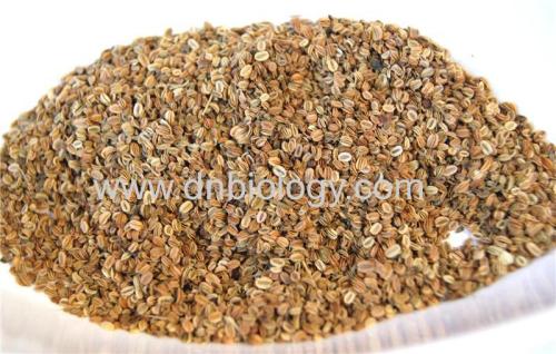 Cnidium Seed Extract Cnidium Seed P.E. Chinese Cnidium Seed Extract Osthole 10%,20%,35%,50%,98%