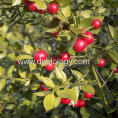 Butcher's Broom P.E. Butcher's Broom plant extract Butcher's Broom botanical extract Ruscogenin 8%