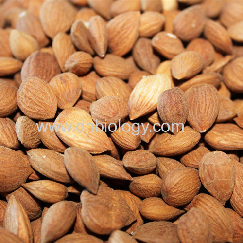 Bitter Apricot Kernel botanical ExtractBitter Apricot Kernel plant Extract P.E. Amygdalin 10% 50% 95%