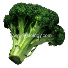 Broccoli P.E.Broccoli plant extract Broccoli botanical extract