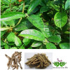 Bacopin Extract Morinda Root Extract Bacopin P.E.Morinda botanical extract