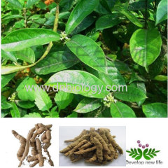 Bacopin Extract Morinda Root Extract Bacopin P.E.Morinda botanical extract