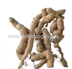 Bacopin Extract Morinda Root Extract Bacopin P.E.Morinda botanical extract