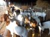 Quality Live Boer Goats