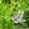 Bacopa monniera P.E. Bacopa monnieri extract