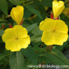 Oenothera P.E.Oenothera biennis L. plant extract Oenothera extract