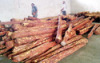Red Sandal Wood For Sale