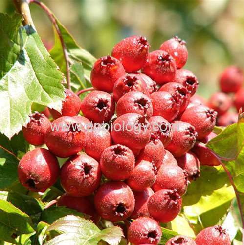 Hawthorn berry plant extract