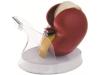 Promotional medical kidney shape plastic tape dispenser