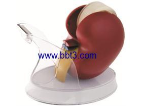 Promotional medical kidney shape plastic tape dispenser