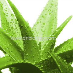 Aloe Vera P.E. Aloe Vera plant extract