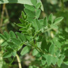 Astragalus membranaceus P.E. Astragalus membranaceus plant