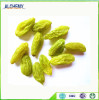 Xinjiang best quality raisin, thompson raisin, sultana raisin