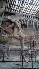 museum quality fiberglass dinosaur skeleton replica