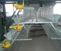 Factory Chicken Cage for poultry farm