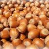 Hazelnuts (High quality dried)