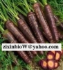 Black Carrot Juice Concentrate