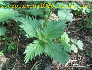Nettle root Extract-plant extract