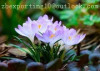 Saffron Extract- plant extract