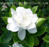 Gardenia yellow- plant extract