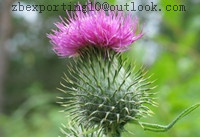 Milk Thistle Extract- Silymarin