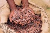 Well Fermented Cocoa Bean