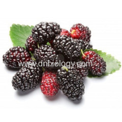 Mulberry P.E.Mulberry Extract Morus alba L.