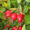 Rose hips P.E.Rose hips plant Rose hips Extract